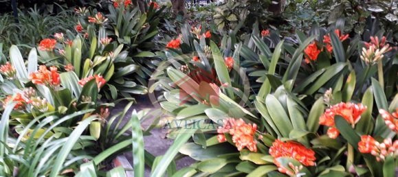 8 bedrooms Castles in Aveiro, Portugal No. 157223 16