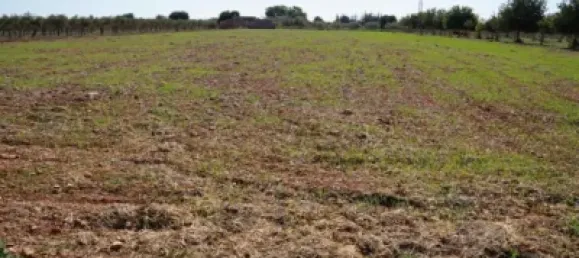 Grundstück in Binissalem, Spain 20m², Nr. 170070 5