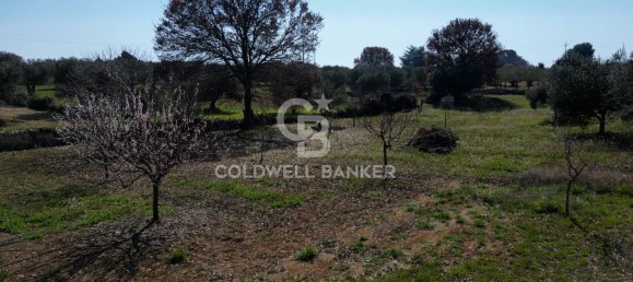 2 bedrooms House in Locorotondo, Italy No. 102075 32