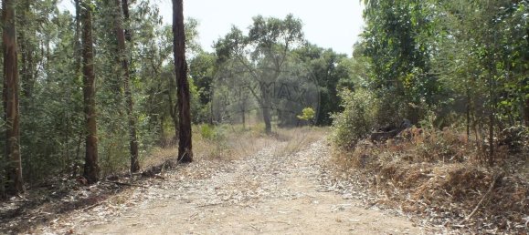 Земельный участок 6280м² в Томар, Португалия № 73936 5