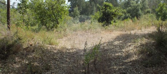 Земельный участок 6280м² в Томар, Португалия № 73936 10