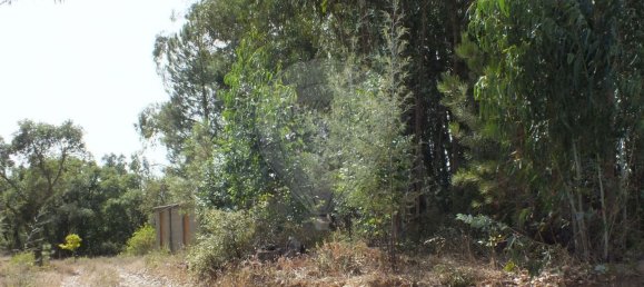 Земельный участок 6280м² в Томар, Португалия № 73936 7