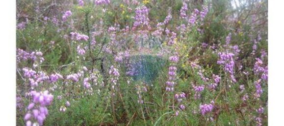  قطعة أرض في Terras de Bouro, Portugal 27800متر مربع رقم 36747 9