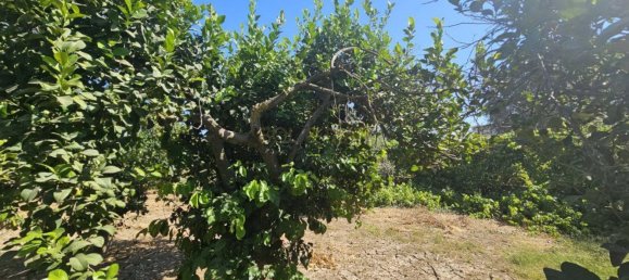 Grundstück in Campanillas, Spain 800m², Nr. 167120 31