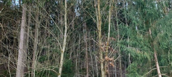 Terreno en Wildon, Austria 42645 m² No. 128077 6