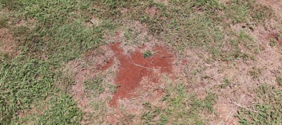 799m² Land in Tingoora, Australia No. 882 9