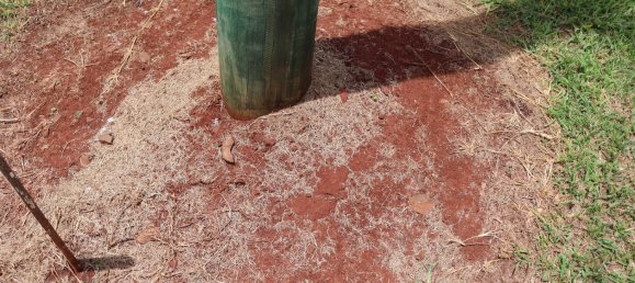 799m² Land in Tingoora, Australia No. 882 15