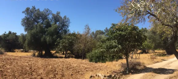 2 Schlafzimmer Haus in Loule, Portugal, Nr. 76441 15