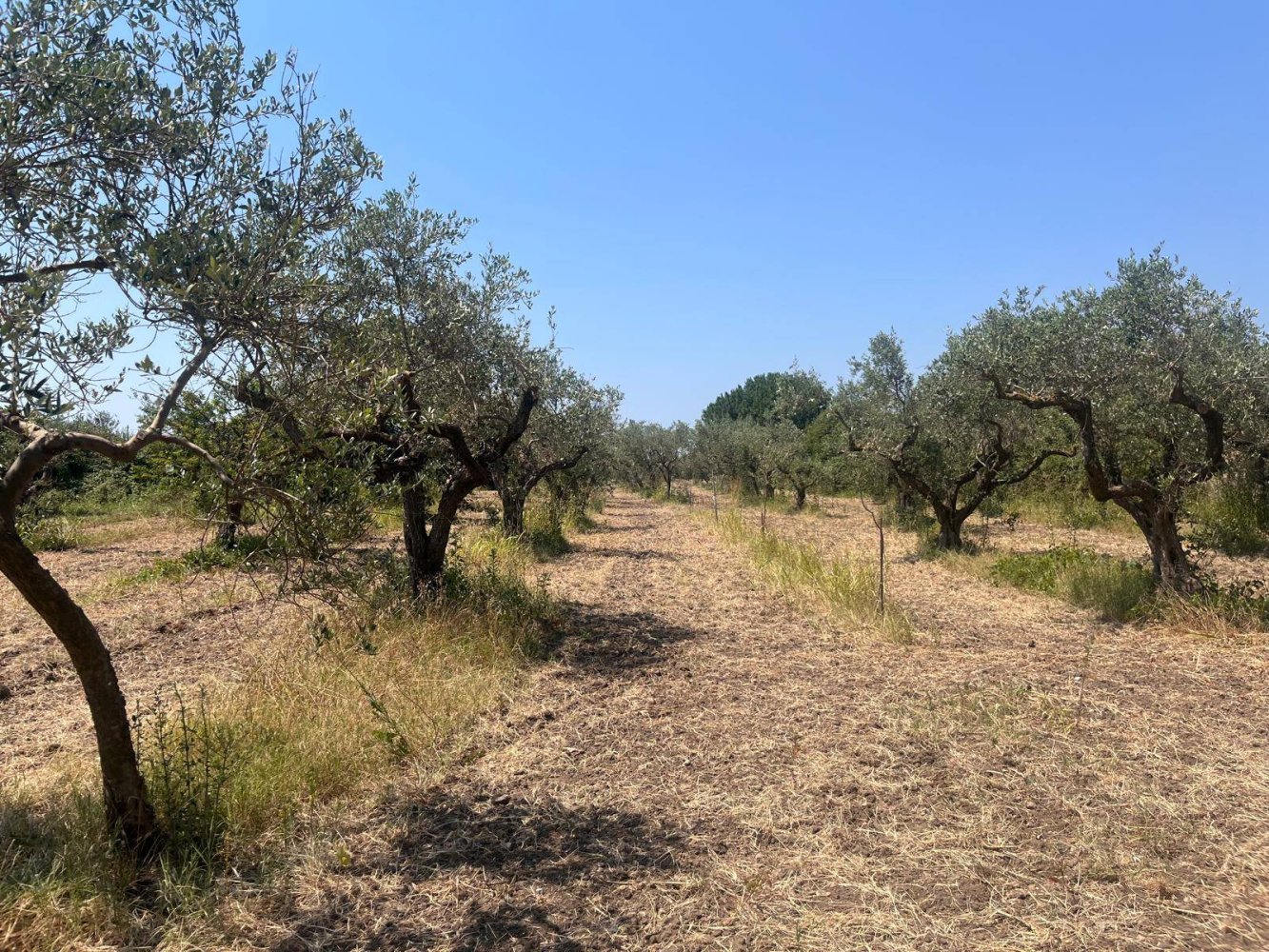 4000m² Land in Castelvetrano, Italy No. 311296
