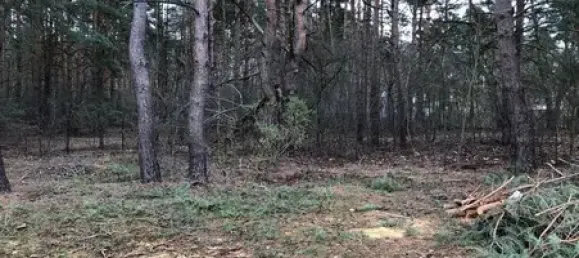 Terreno en Muggelheim, Germany No. 255903 5