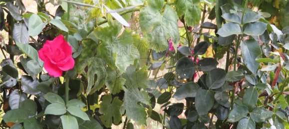 9 Schlafzimmer Haus in Castelo Branco, Portugal, Nr. 63149 5