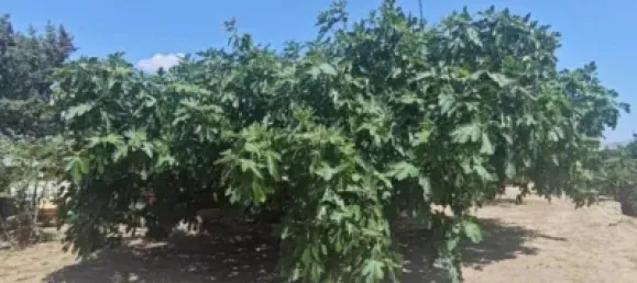 Casa T3 em Sax, Spain N.º 134617 32