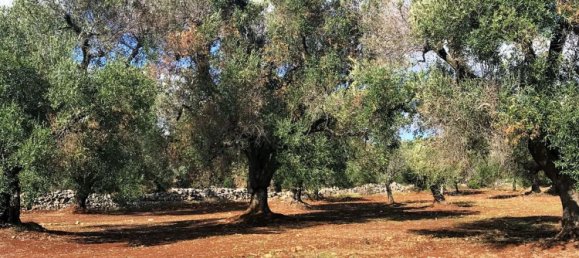 4غرفة منزل في Ceglie Messapica, Italy رقم 141499 18