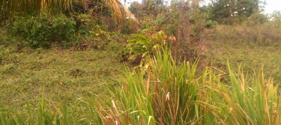 8778m² Hotel in Calibishie, Dominica No. 52 10