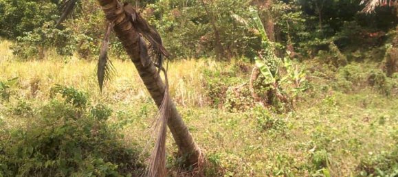 8778m² Hotel in Calibishie, Dominica No. 52 8