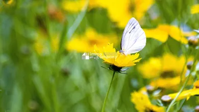 Земельный участок в Пурбах ам Нойзидлер Зе, Австрия № 219643