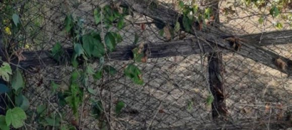 2500m² Land in Rocca di Papa, Italy No. 73651 7