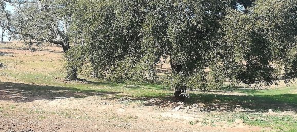 Terreno em Santiago do Cacém, Portugal N.º 189946 15