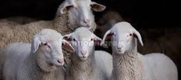 Hotel in Valeggio sul Mincio, Italy 35000m², Nr. 326173 6