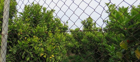 Земельный участок 1500м² в Эльс-Поблетс, Испания № 25095 5