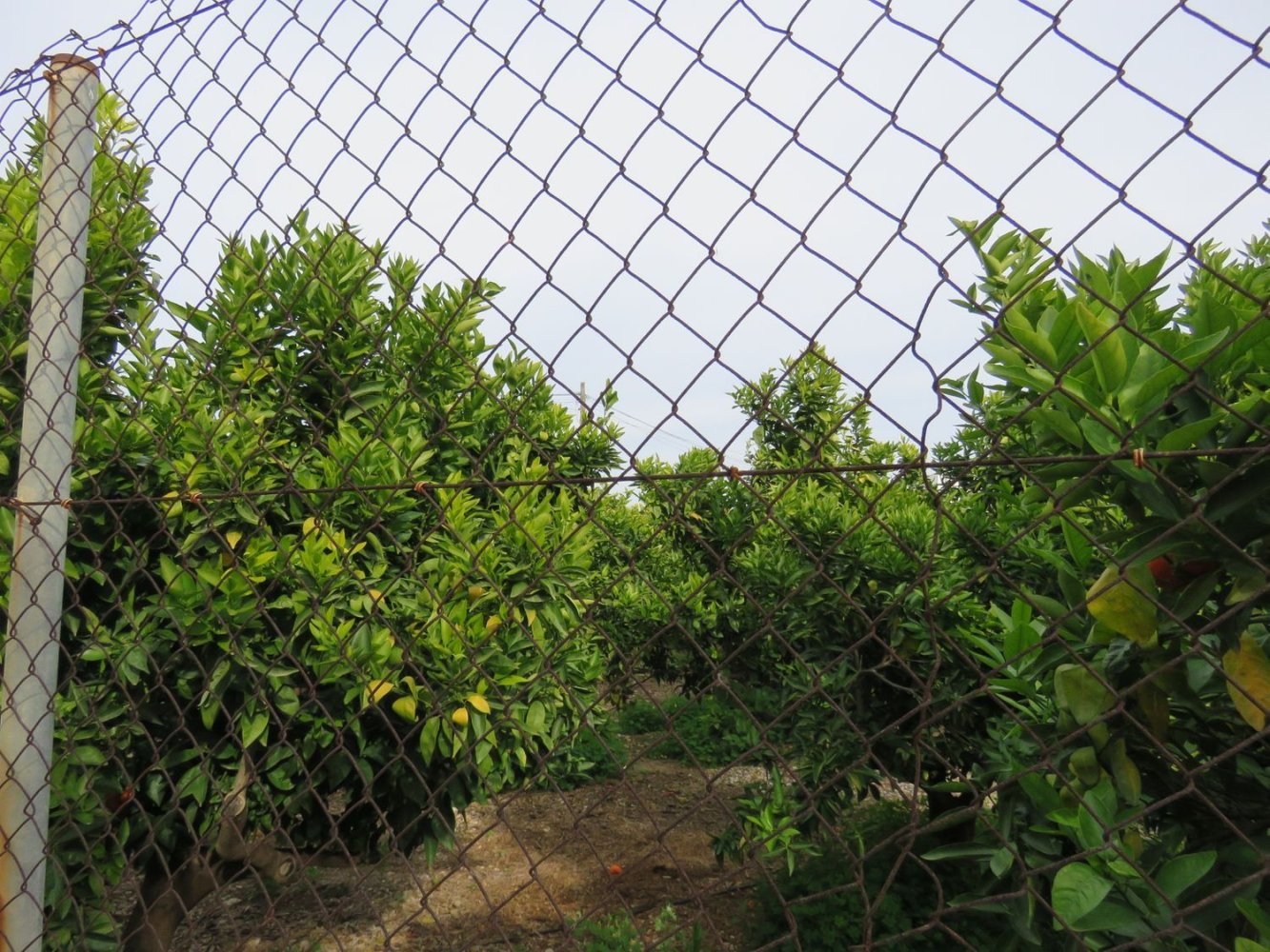 Земельный участок 1500м² в Эльс-Поблетс, Испания № 25095