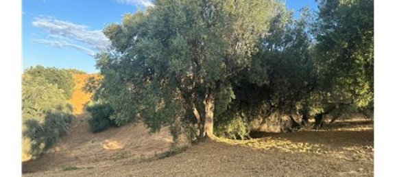 66200m² Land in Corigliano Rossano, Italy No. 289460 10