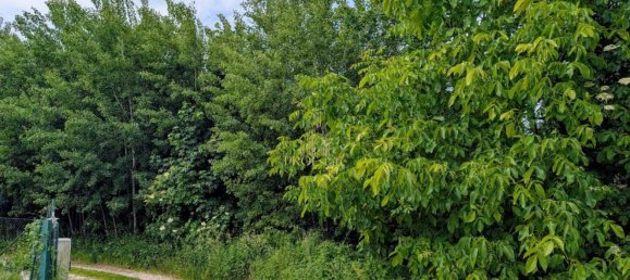  Land in Buchkirchen, Austria No. 128186 2