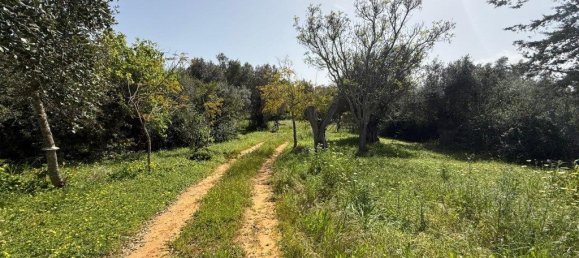 2340m² Land in Almancil, Portugal No. 203057 11