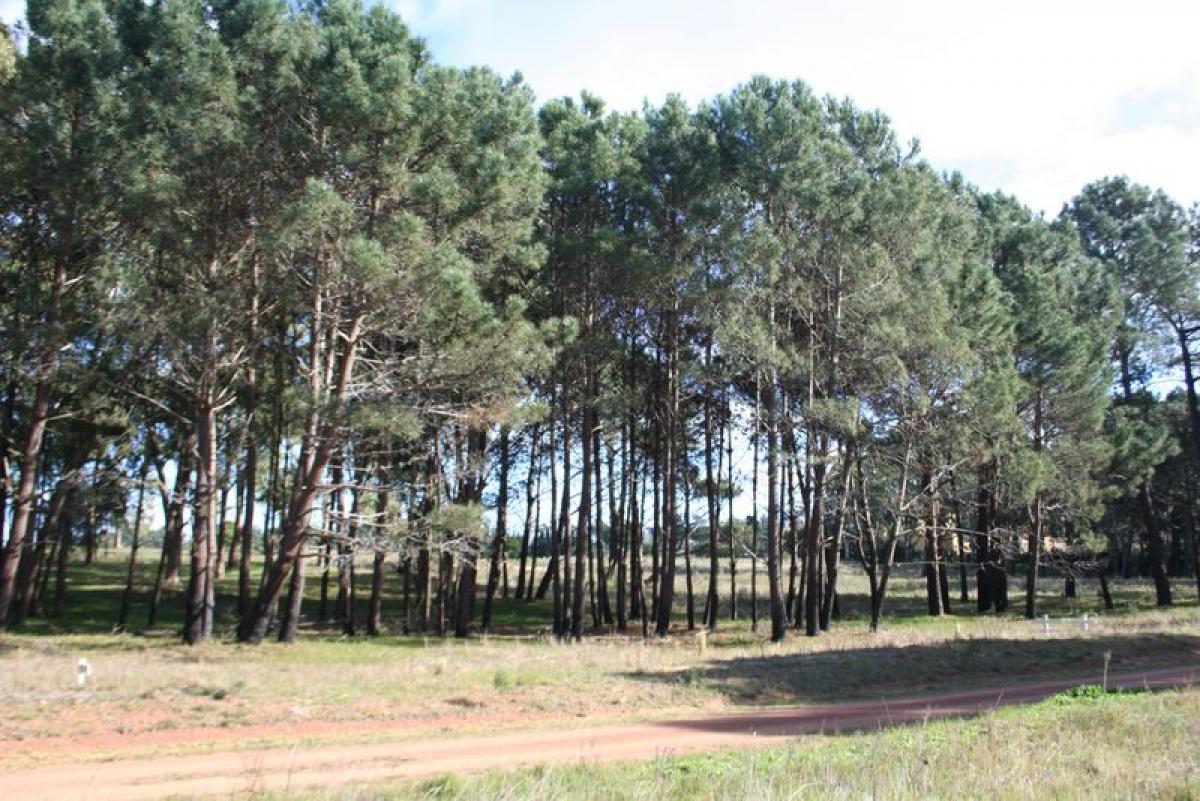 Grundstück in Maldonado, Uruguay, Nr. 16022