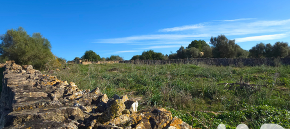 14125m² Land in Santa Margalida, Spain No. 292343 26