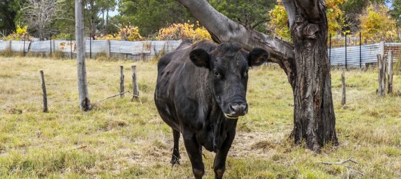 14164m² Land in Triabunna, Australia No. 296 6