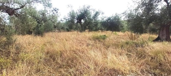 Земельный участок 2510м² в Паникале, Италия № 119730 6