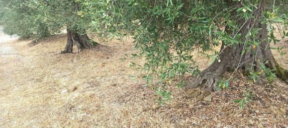 Земельный участок 2510м² в Паникале, Италия № 119730 3