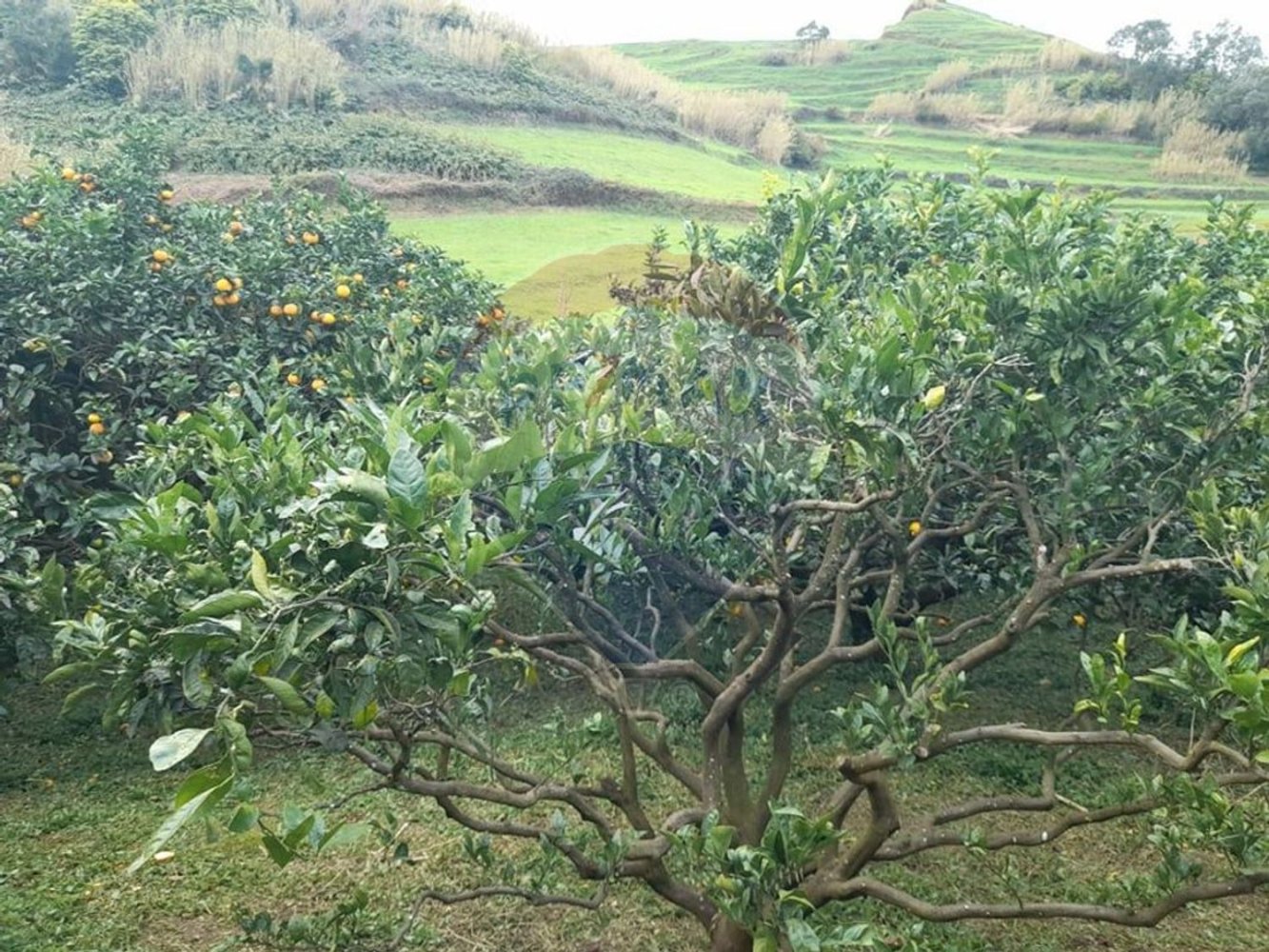 1393m² Land in Nordeste, Portugal No. 88838