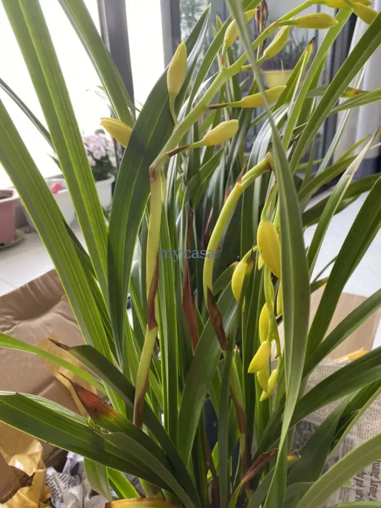 3 bedrooms Apartment in Thu Duc, Vietnam No. 8149