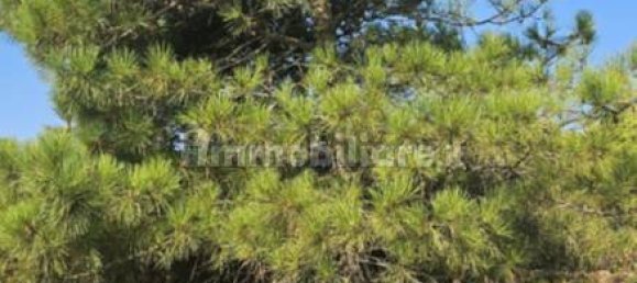 قطعة أرض في Pantelleria, Italy 8750متر مربع رقم 268506 6