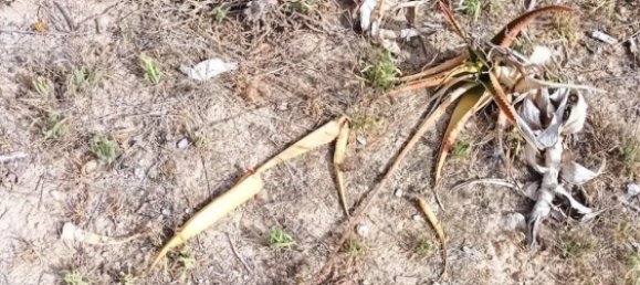 Terreno en Muro, Spain 1082 m² No. 92199 7