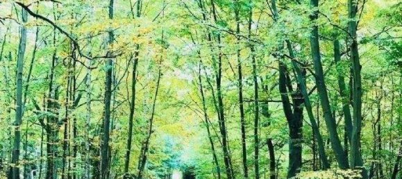 2 rooms Apartment in Vorpommern-Rugen, Germany No. 365443 6