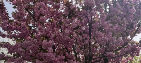 Таунхаус с 5 комнатами в Аугсбург, Германия № 271656 13