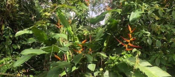 Land for sale in Upala, Alajuela, Costa Rica № 1899 2