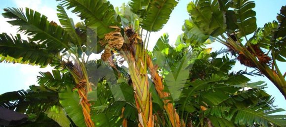 Дом с 7 спальнями в Фуншал, Португалия № 84779 7