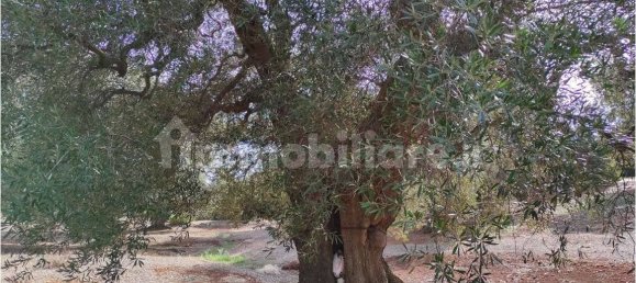 Grundstück in Carovigno, Italy 11343m², Nr. 67121 15