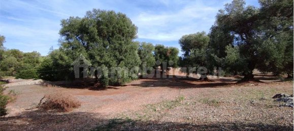 Grundstück in Carovigno, Italy 11343m², Nr. 67121 21