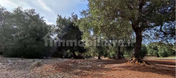 Grundstück in Carovigno, Italy 11343m², Nr. 67121 22