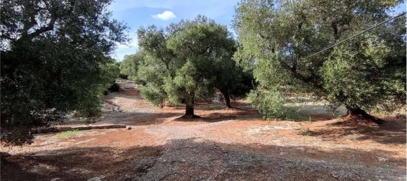 Grundstück in Carovigno, Italy 11343m², Nr. 67121 18