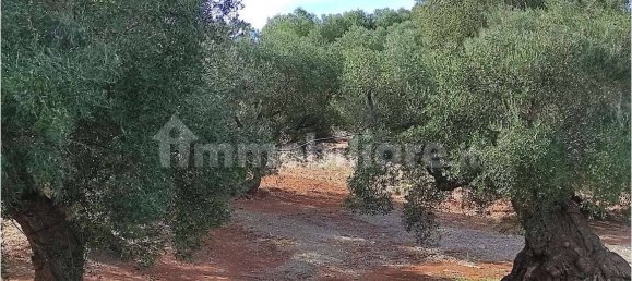 Grundstück in Carovigno, Italy 11343m², Nr. 67121 6