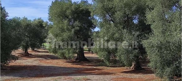 Grundstück in Carovigno, Italy 11343m², Nr. 67121 7