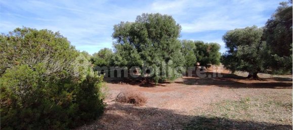 Grundstück in Carovigno, Italy 11343m², Nr. 67121 3