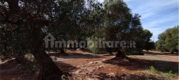 Grundstück in Carovigno, Italy 11343m², Nr. 67121 10