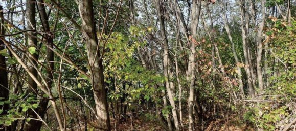 Casa de 3 divisões em Scagnello, Italy N.º 261114 4